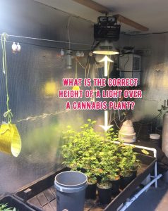 What is the correct height of a light over a marijuana plant, cannabis plant, plant burn