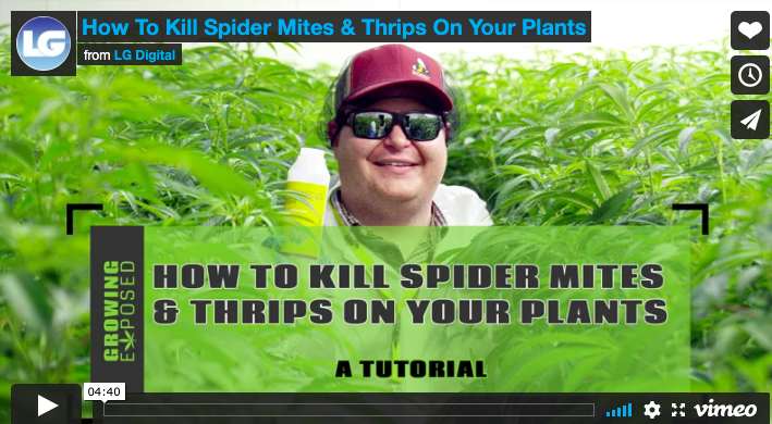 Kill Spider Mites