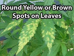 leaf septoria yellow leaf spot 300x225 0