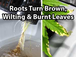 root rot cannabis 300x225 0 1
