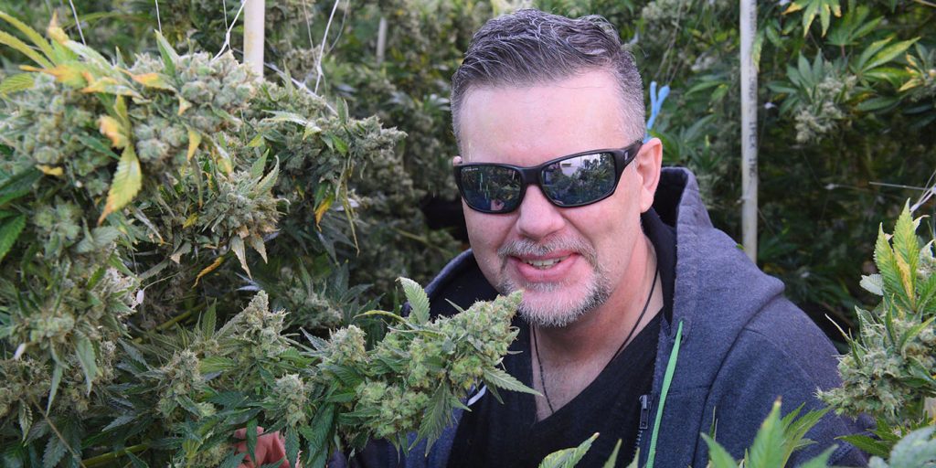 Jason Wilcox, Cannabis in Canada