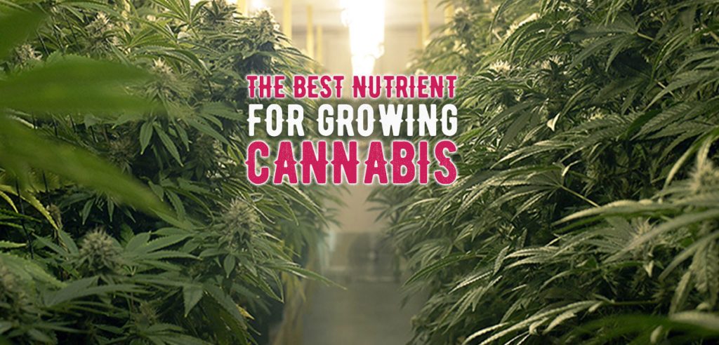 The best nutrient to grow marijuana