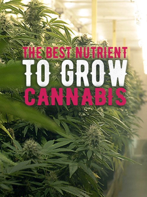 The best nutrient to grow weed
