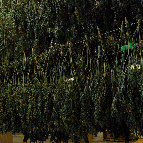 tons of weed drying
