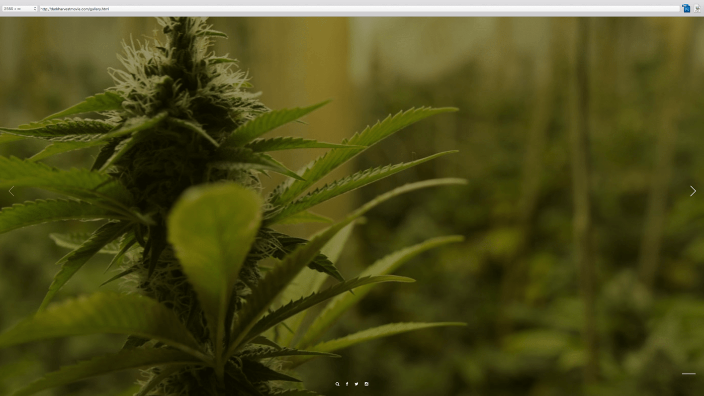 weed, cannabis