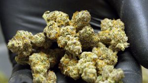 Buy Apple Fritter weed Online 