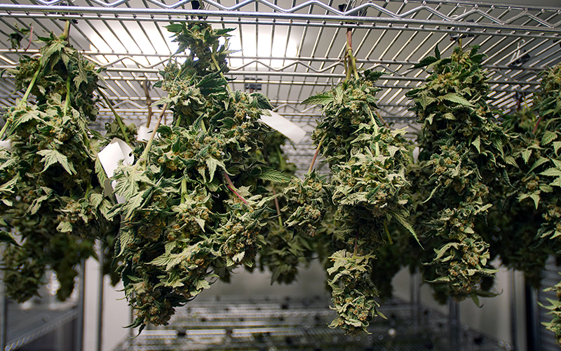 GrowingExposed Thumb 0021 Dried Marijuana Plant Hanging