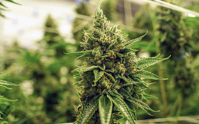 GrowingExposed Thumb 0007 Marijuana Plant in Grow Room