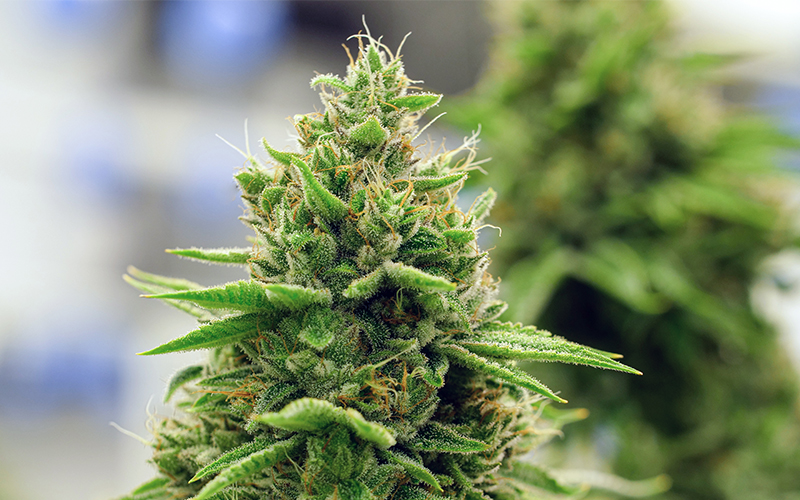 GrowingExposed Thumb 0008 Marijuana Plant in Focus