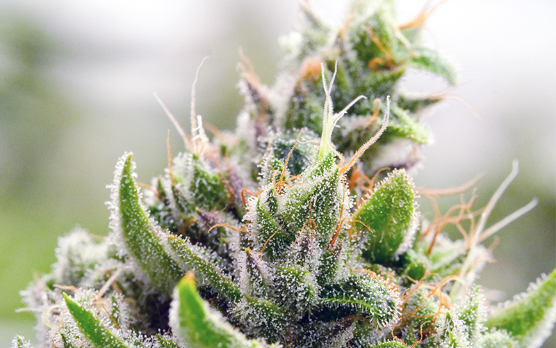 GrowingExposed Thumb 0009 Macro Marijuana Plant