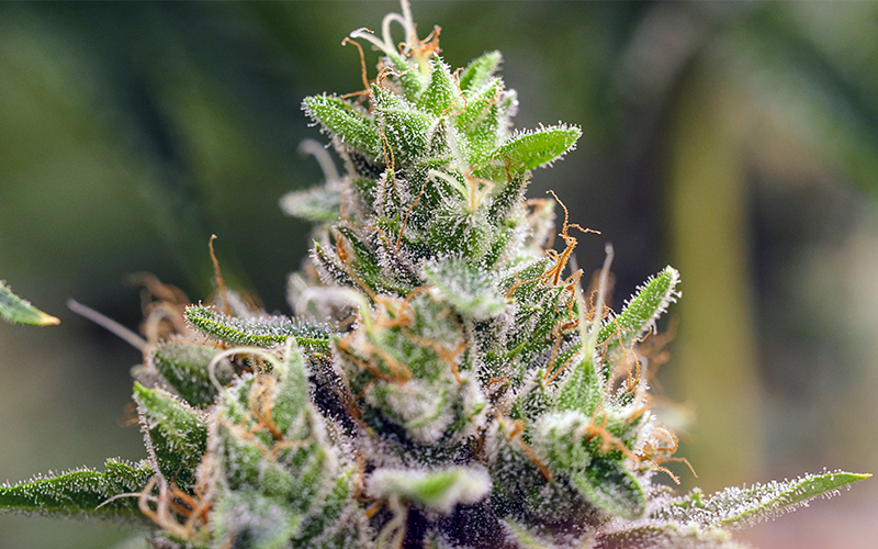 GrowingExposed Thumb 0010 Macro Marijuana Plant 3