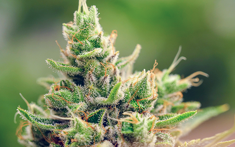 GrowingExposed Thumb 0011 Macro Marijuana Plant 2