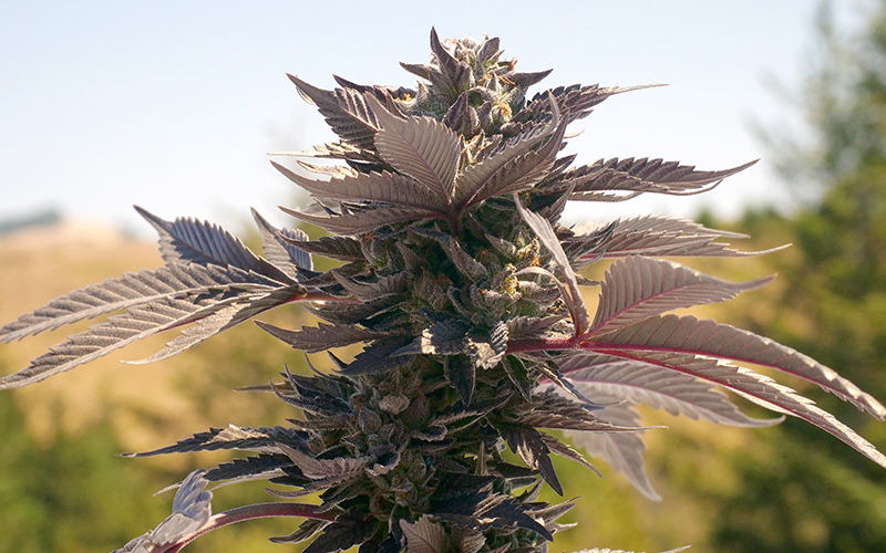 GrowingExposed Thumb 0018 Gelato Cannabis Flower