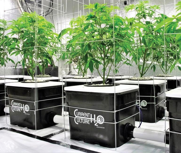 Ditch The Dirt With Water-Culture Hydroponic Systems