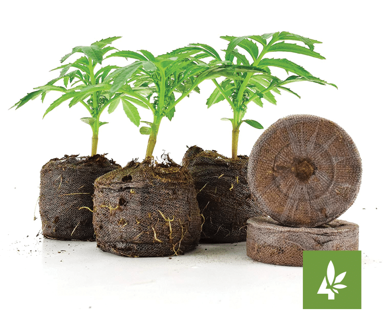 Transplanting Cannabis Seedlings Into Jiﬀy Pellets