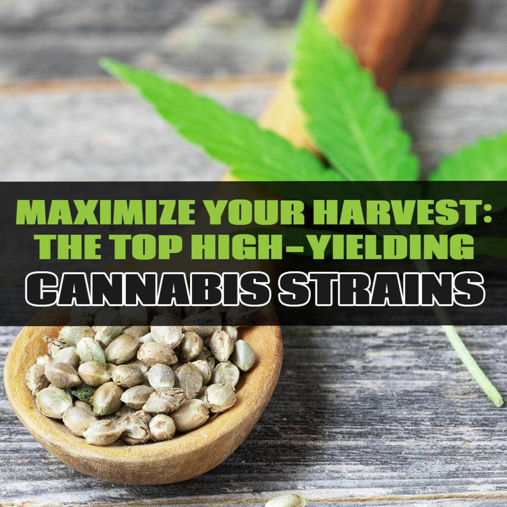 high yield Cannabis strain Thumb copy