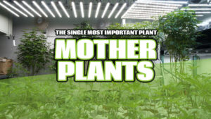 Mother Plants copy