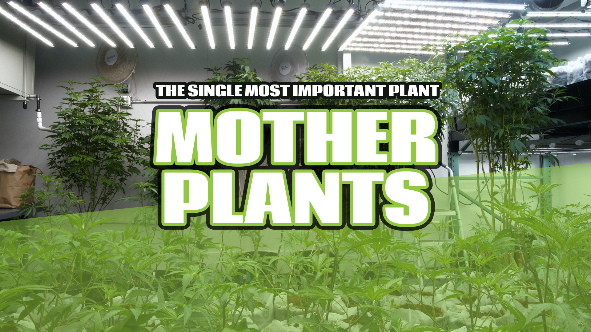 The Top 6 Considerations for Establishing an Effective Mother Area for Cannabis Plants